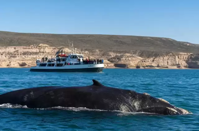 En Puerto Pirámides