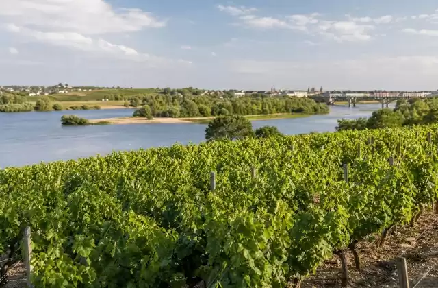 Viñedos de Nantes